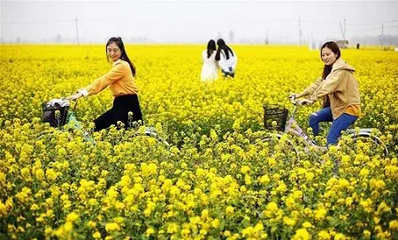 از دریای طلایی شگفت انگیز گل های کانولا در چین لذت ببرید