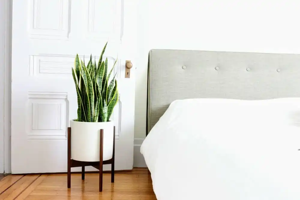 ۱۰ گیاه آپارتمانی مناسب برای اتاق خواب