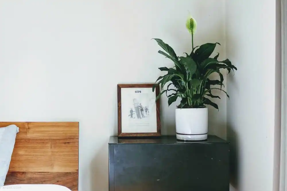 ۱۰ گیاه آپارتمانی مناسب برای اتاق خواب