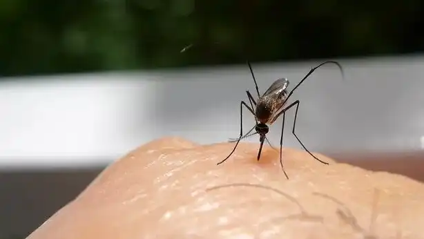 ۷ دلیلی که پشه‌ها به سمت شما جذب می‌شوند