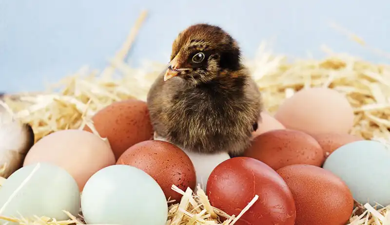 عجایب تخم مرغ که نمی‌دانستید | این تخم مرغ ها ویتامین دی و امگا ۳ بیشتری دارند