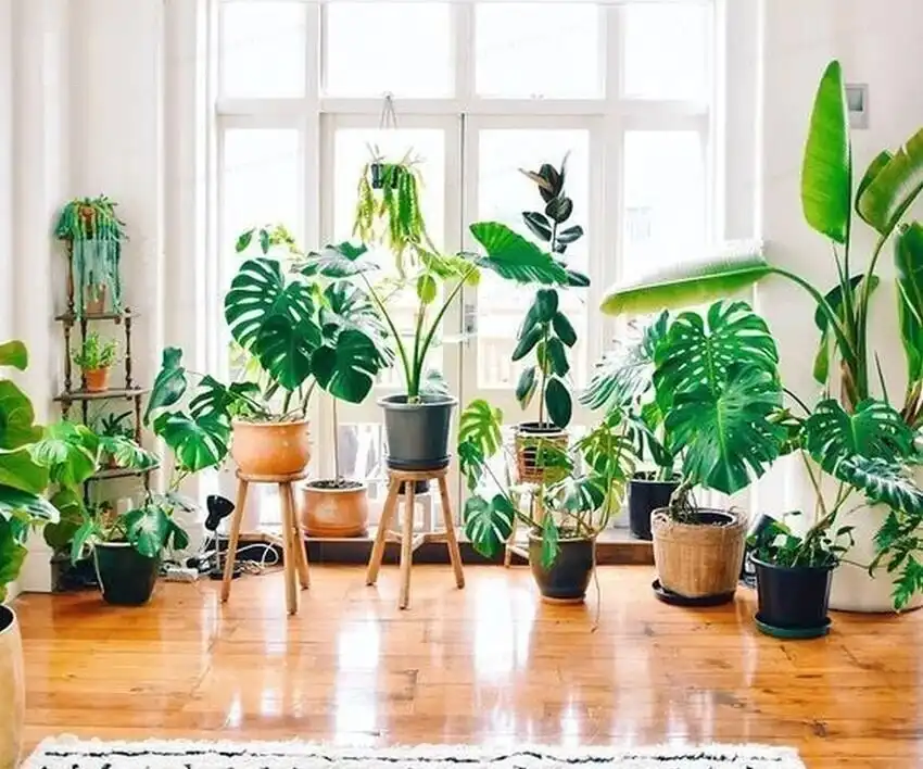 کجای خانه گل بگذاریم؟ ؛ چگونگی چیدمان گیاهان در اتاق نشیمن | با این ۱۰ ایده کنج سبزتان را بسازید