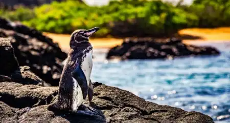 جزایر گالاپاگوس: پناهگاهی برای حیوانات نادر و گونه‌های گیاهی متنوع
