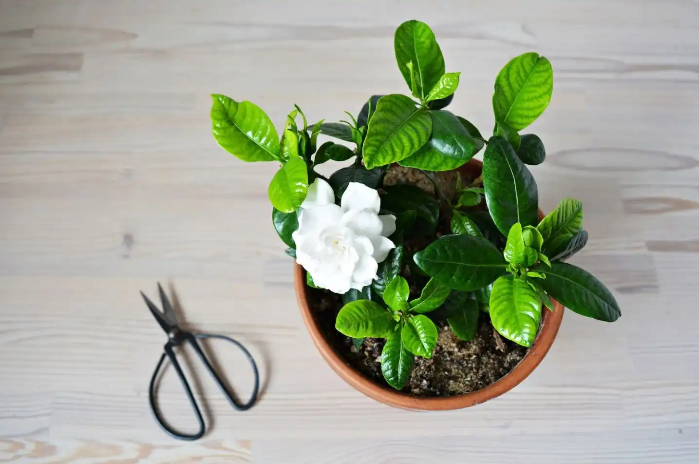 ۵ گیاه با بوی شگفت انگیز که از آن برای معطر کردن طبیعی فضا‌های خانگی استفاده می‌شود