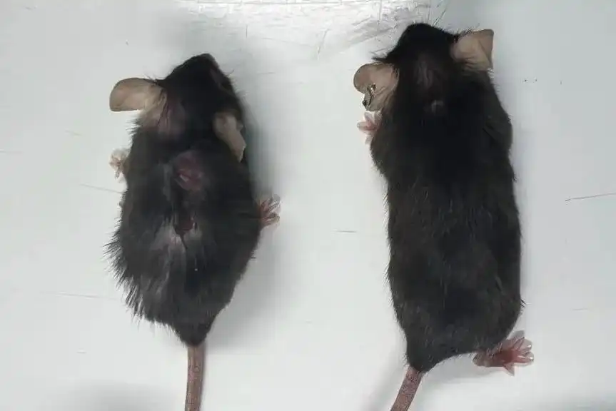 دو موش همسن؛ سمت چپی به‌طور طبیعی پیر شده، اما به موش سمت راست داروی ضدپیری داده شده است- MRC Laboratory of Medical Sciences/Duke University