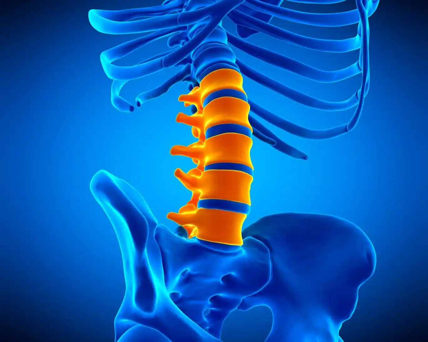 دانشمندان در آزمایشگاه یک ستون فقرات پرورش دادند دانشمندان در آزمایشگاه یک ستون فقرات پرورش دادند