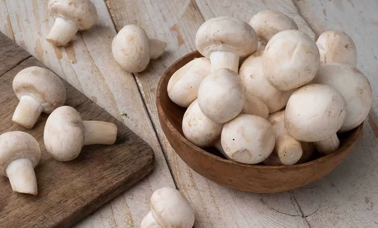 تاثیر شگفت‌انگیز قارچ‌ها در مقابله با آنفلوآنزای شدید