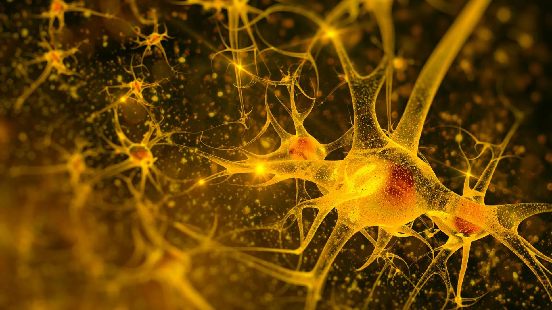 چگونه مغز شما ممکن است در دوی ماراتن شروع به «خوردن خودش» کند؟