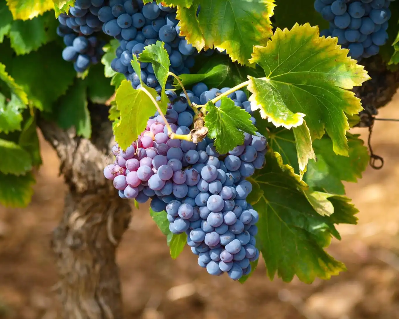 انگور به تنظیم قند خون کمک می‌کند