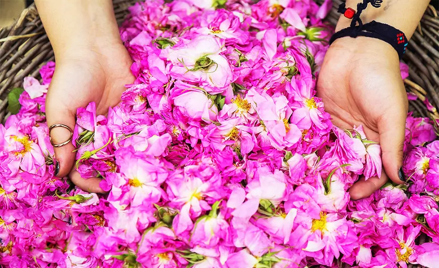 سفر به سرزمین گل و گلاب 1 golab1