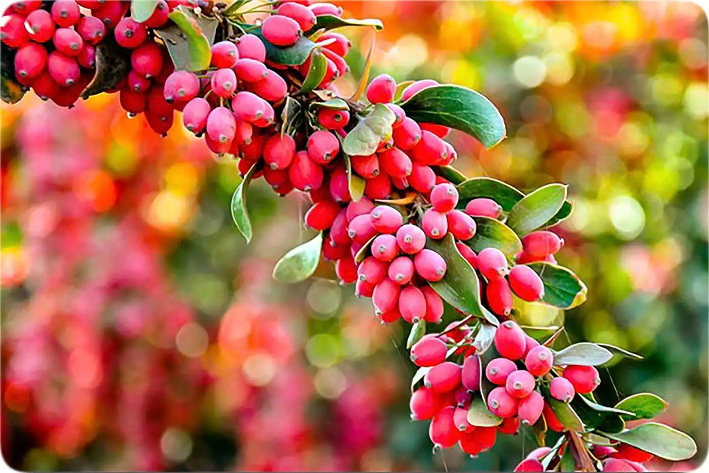 گنجینه‌ای سرخ با خواص شگفت‌انگیز