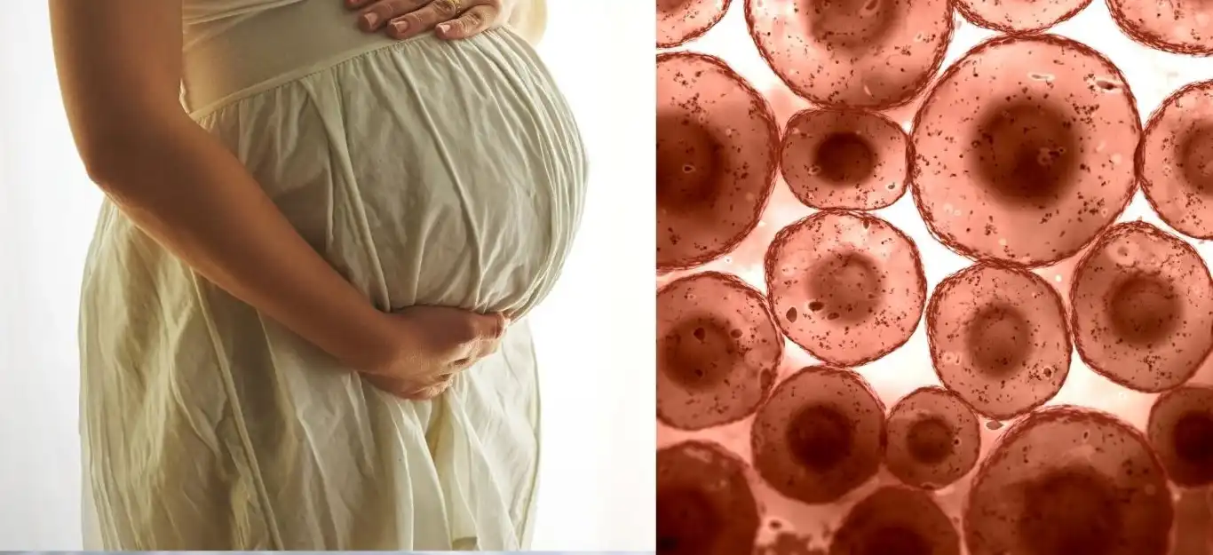 تولید تخمک انسانی از سلول پوست؛ جهشی تاریخی در علم باروری