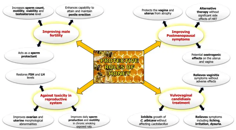 نقش محافظتی عسل در سلامت باروری