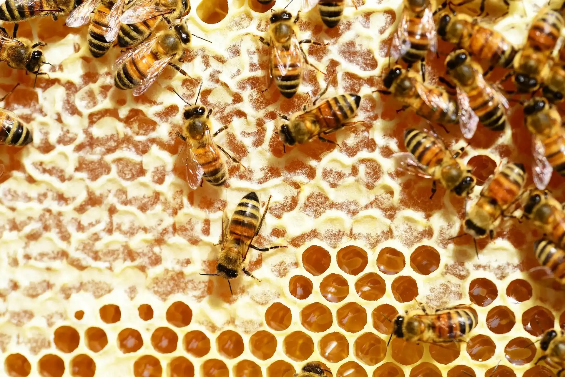 برداشت عسل | راهنمای زنبورداران مبتدی
