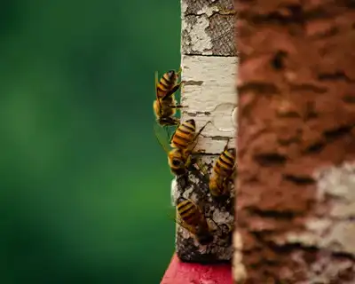 آنچه زنبورداران باید در مورد کنه واروا بدانند