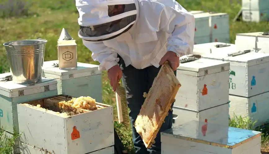 نحوه تمیز کردن و پردازش موم زنبور عسل