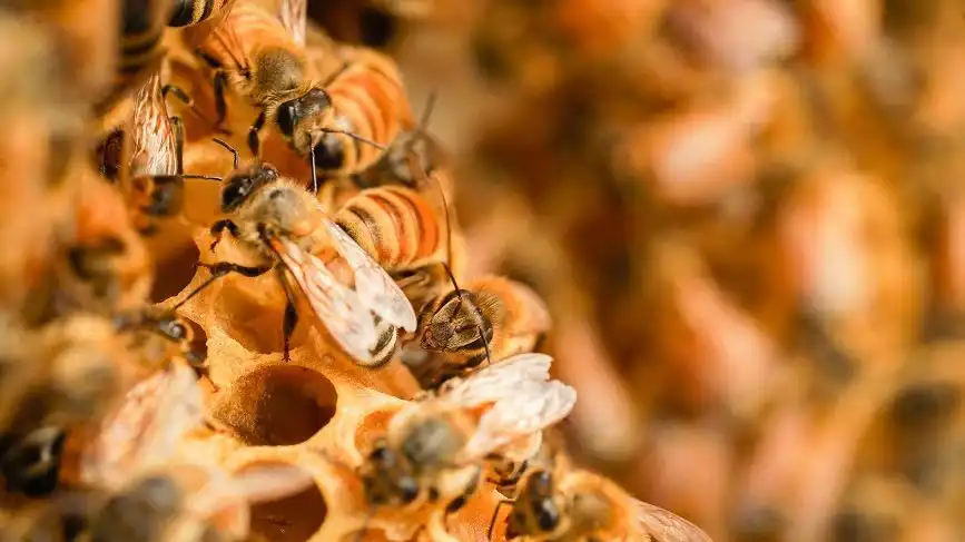 درک نقش ملکه زنبور عسل در یک کلنی