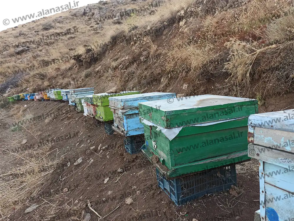 قیمت عسل ارگانیک مهاباد