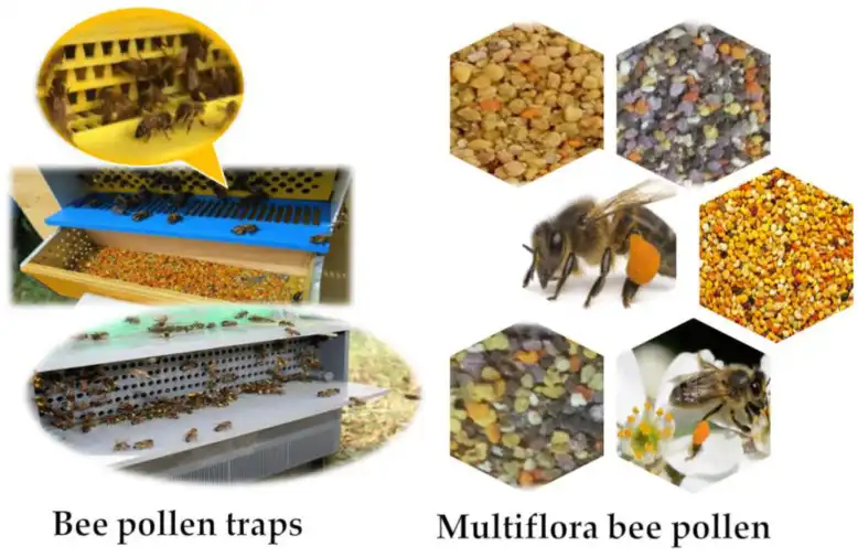 گرده زنبور عسل: وضعیت فعلی و پتانسیل درمانی